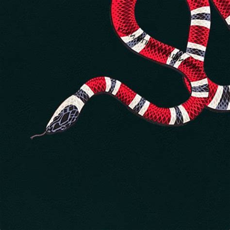 milk snake gucci